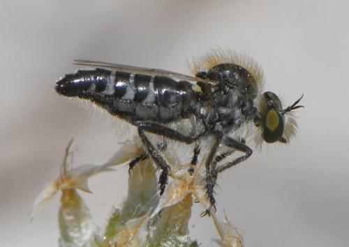 Holopogon melaleucus